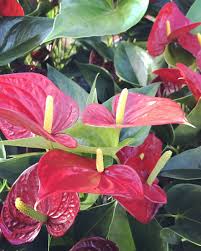 Pin On Our Plants