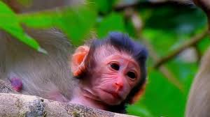 Gratulacje 🐒💕🐒🥰🐒