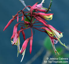 Image result for Buchnera usuiensis