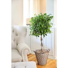 Image result for Ficus barteri