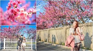 鐊 (), , , , ,. é™½æ˜Žå±±æ«»èŠ±å½™æ•´ æ»¿åˆ†çš„æ—…éŠæœ­è¨˜