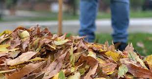 Leaf Clean Up Tools To Make Fall Clean Up Easier Lawn Chick