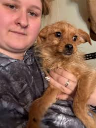 Found kitten near country porch in Monterey