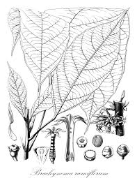 Image result for Olacaceae