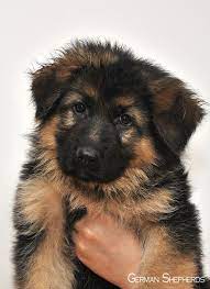 German Shepherd Dog Price Buy Kci Registered German Shepherd Puppies For Sale In India Get Healthy And Shepherd Puppies German Shepherd Puppies Shepherd Dog