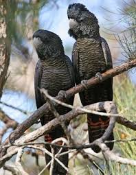 Red Tailed Black Cockatoo Australia Animals Cockatoo Australian Animals