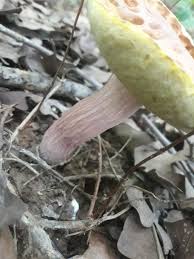 Image result for Boletus separans