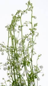 Thalictrum Delavayi Planting Flowers Types Of Flowers Plants