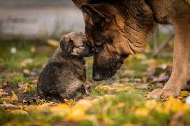 German Shepherd Life Span Ways To Increase Life Expectancy