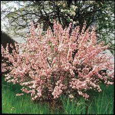 Check out our flowering almond selection for the very best in unique or custom, handmade pieces from our plants shops. Prunus Glandulosa Rosea Pink Flowering Almond Three To Four Weeks Of Pale Pink Blossoms In The Spring Flowering Bushes Growing Shrubs Bushes And Shrubs
