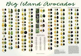 Avocado Fruit Poster