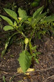 Image result for Physalis angulata
