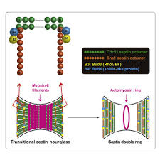 If a cell skipped metaphase during mitosis, how might this affect the two daughter cells? Critical Roles Of A Rhogef Anillin Module In Septin Architectural Remodeling During Cytokinesis Sciencedirect