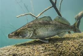 Den fogosch entgräten, enthäuten und filettieren. Zander Handelshof