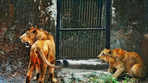 lion safari enclosure ...