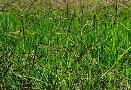 Hal ini karena bentuk ujung rumput. Happygram Believe Rumput Grinting Bermuda Grass Cynodon Dactylon Feedipedia Suket Grinting Rumput Grinting Category People Blogs