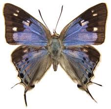 Image result for Erianthemum taborense