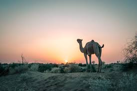 2 DAYS IN JAISALMER - ITINERARY & GUIDE - Our Taste For Life