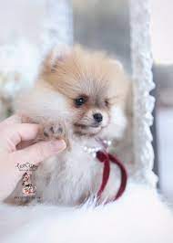 White Micro Teacup Pomeranians Teacups Puppies Boutique Teacuppomeranianpuppy White Micro Teac Pomeranian Puppy Teacup Teacup Pomeranian Pomeranian Puppy