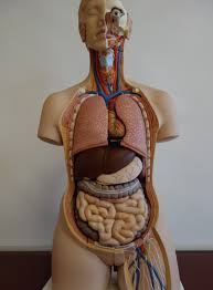 Zu den inneren organen bzw. Innere Organe Und Dorn Therapie Dorn Methode Eine Wirbel Saulen Und Gelenk Therapie