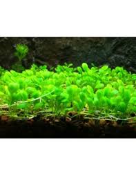 Image result for Potamogeton octandrus