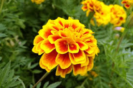 Dreamstime is the world`s largest stock photography community. How To Grow French Marigolds Planting Marigolds In Your Garden