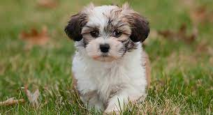 Shichon Dog A Complete Guide To The Bichon Frise Shih Tzu Mix