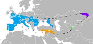 The term 'neanderthal' comes from the modern spelling of the neander valley in germany where the species was first discovered, in the feldhofer cave. Neanderthal Wikipedia