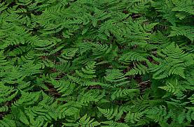 Image result for Gymnosporia oxycarpa