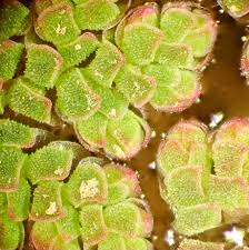 Image result for Azolla filiculoides