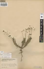 Image result for Hypertelis salsoloides