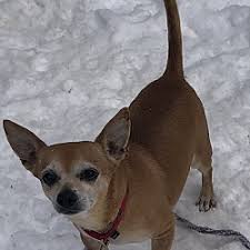 Maybe you would like to learn more about one of these? Second Chance Pet Adoption League In Oak Ridge New Jersey