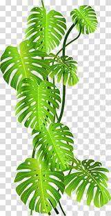 Green Leafed Plant Tropics Jungle Tropical Rainforest Green Coconut Leaves Transparent Backgro Plant Illustration Flower Illustration Tropical Illustration
