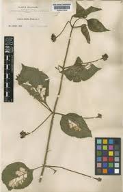 Image result for Lantana tiliifolia