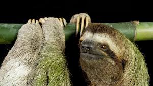 What Makes a Sloth Turn Green?