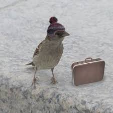 Why Do Birds Fly South For The Winter Joke Flying South For Winter Pet Birds Beautiful Birds Bird