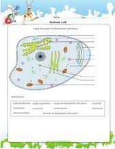 Check spelling or type a new query. Animal Cell Diagram For Kids To Label Pdf Printable Worksheets Animal Cells Worksheet Plant And Animal Cells Cells Worksheet