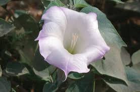 Image result for Datura