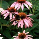 Check spelling or type a new query. 17 Native Michigan Flowers Ideas Native Plants Flowers Wild Flowers