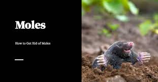 Seven species of moles are prevalent. How To Get Rid Of Moles Pest Control Products