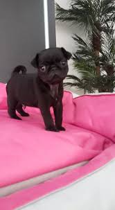 Kalite Ve Guvenin Tek Adresinden Pug Yavrulari Kalite Ve Guvenin Tek Adresinden Pug Yavrulari Kopek Kopekseverler K Pug Kopek Evcil Hayvanlar