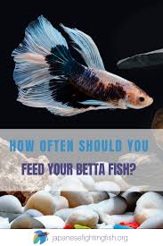 Betta Fish Feeding Instructions The Best Betta Fish Food Fish Betta Fish Betta