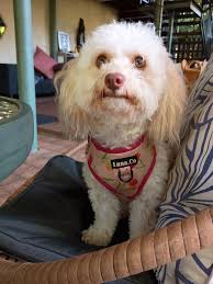 Tasmanian tiger, a sadly extinct marsupial