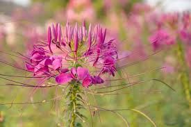 Image result for Cleome spinosa