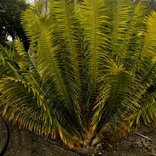 Image result for Encephalartos aplanatus