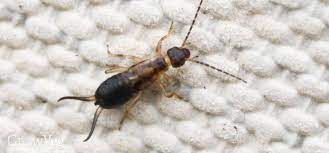 They'll hide under well caps, inside electrical outlets and any other dark. Dealing With Earwigs In Your Vegetable Garden