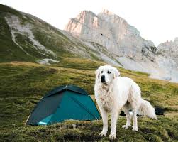 See more of elevage de chien de montagne des pyrénées de la plaine d'astrée on facebook. Face A Face Avec Un Patou Comment Reagir