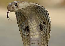 It is not a true cobra in that it does not belong to the genus naja, but instead belongs to the monotypic genus hemachatus. Cobra Wikipedia