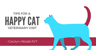 Confirm your appointment via text. Tips For A Happy Cat Vet Visit Hillside Animal Hospital