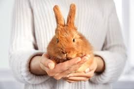 You should also grab a clean diaper and some fresh clothes that you will dress him in after the bath. How To Properly Clean Your Pet Rabbit Pawtracks
